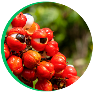 Guaraná